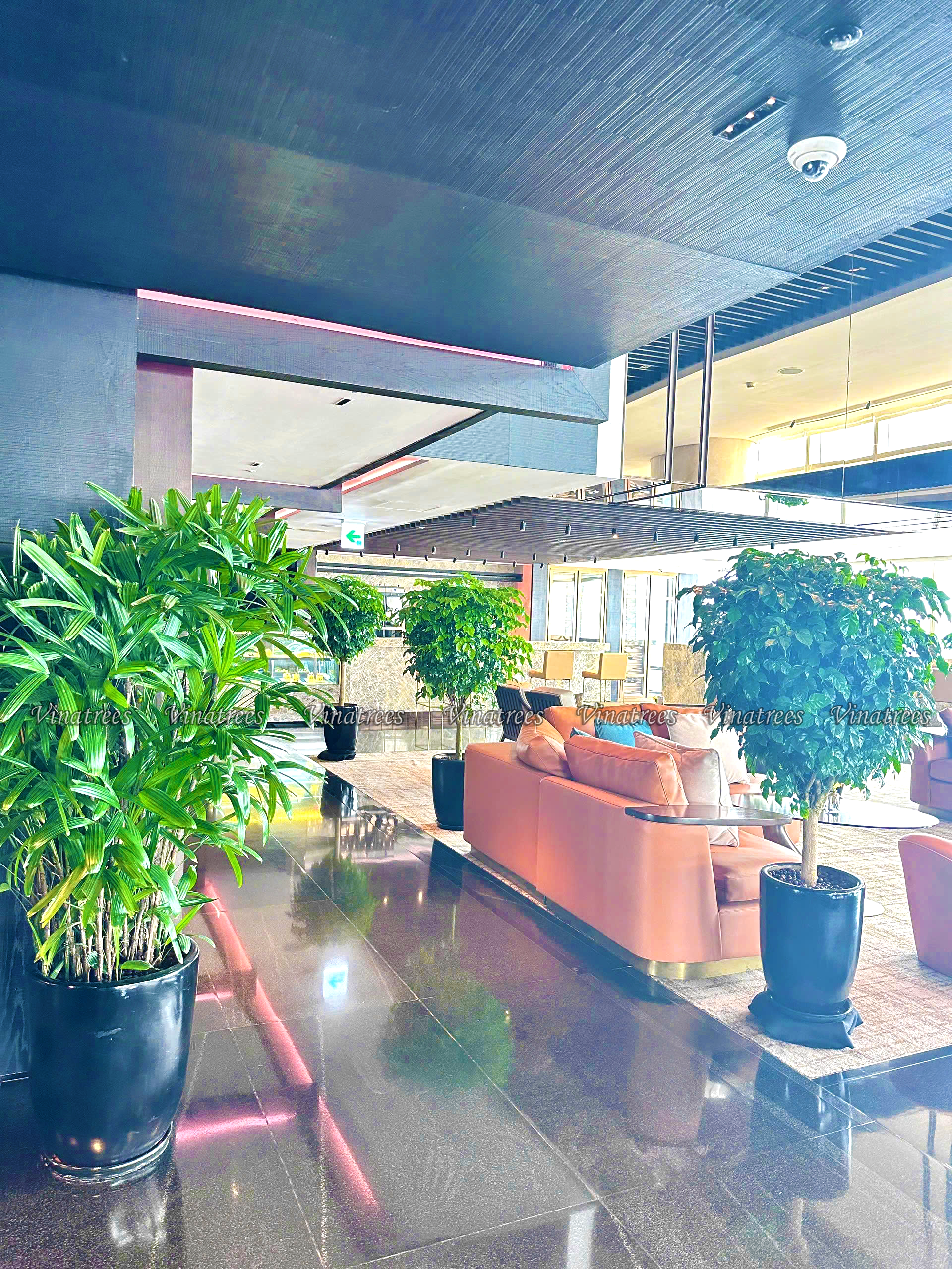 Vinatrees trang trí cây xanh văn phòng cho tòa nhà Lotte Center tại 54 Liễu Giai